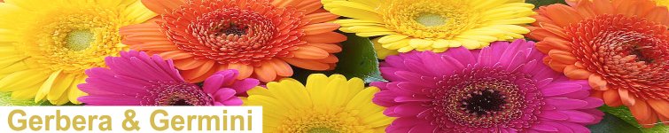 Germinis | Gerbera
