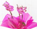 Pink Phalaenopsis Orchid Plant Code: JGF1454POP | Local Delivery Or Collect From Shop Only
