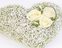 White Gypsophila Heart Code: JGF19700WGH | Local Delivery Or Collect From Shop Only