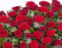 Red Rose and Red Carnation Casket Spray Code: F13590RS | National and Local Delivery