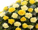 Yellow Rose and Yellow Carnation Casket Spray Code: F13590YS | National and Local Delivery