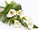 White Calla Lily Dracaena Sheaf Code: JGFF3101CLS | Local Delivery Or Collect From Shop Only