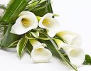 White Calla Lily Dracaena Sheaf Code: JGFF3101CLS | Local Delivery Or Collect From Shop Only