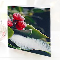 Holly and Berry Handwritten Greetings Card Code: JGF980CBHC | Local Delivery Or Collect From Shop Only