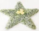 White Gypsophila Star Tribute  Code: JGF13000WS | Local Delivery Or Collect From Shop Only