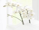 White phalaenopsis orchid plant with a box of luxury salted caramel chocolate truffles Code: JGF1454POW-SCT | Local delivery or collect from shop only