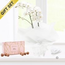 White phalaenopsis orchid plant with a box of luxury salted caramel chocolate truffles Code: JGF1454POW-SCT | Local delivery or collect from shop only