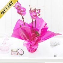 Pink phalaenopsis orchid plant with a english rose candle  Code: JGF1454POP-CA | Local delivery or collect from our shop only