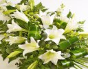 White Longiflorum Lily Spray  Code: JGFF4250FS  | Local Delivery Or Collect From Shop Only