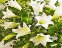 White Longiflorum Lily Spray  Code: JGFF4250FS  | Local Delivery Or Collect From Shop Only