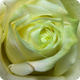 Badgers Green Florists Somerset | Badgers Green Flower Delivery Somerset. UK