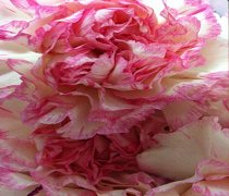 Hemyock Florist | Hemyock Flower Delivery