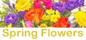 Spring Themed Flowers | Sameday Flower Delivery Wellington