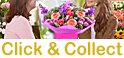 Click and Collect | Wellington sameday flower delivery somerset